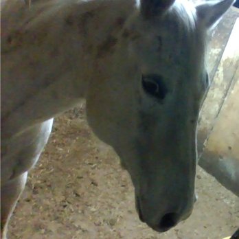 Glenview Farm - This is my baby girl Morgan and she is the sweetest little thing ever and she lives at this barn! - Horseback Riding Near Me - Morrow, Ohio Glenview Farm - This is my baby girl Morgan and she is the sweetest little thing ever and she lives at this barn! - Horseback Riding Near Me - Morrow, Ohio