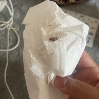 Diamond Properties - Dead centipede - Property Management Near Me - Chicago, Illinois