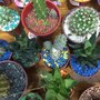 Photo of Flores y Plantas
