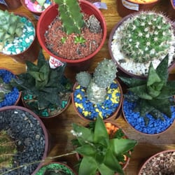 Flores y Plantas - Algunos cactus y suculentas :)