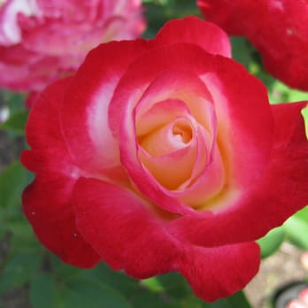 Lyndale Park Rose Garden - Parks Near Me - Minneapolis, Minnesota Lyndale Park Rose Garden - Parks Near Me - Minneapolis, Minnesota
