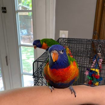 Omar's Exotic Birds - Pet Stores Near Me - Brea, California