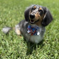 PetScuad - Mini Groom for Archie Long Haired Dapple Dachshund