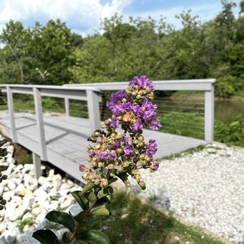 Reformation Brewery - Smyrna - a purple flower on a bridge - Breweries Near Me - Smyrna, Georgia Reformation Brewery - Smyrna - a purple flower on a bridge - Breweries Near Me - Smyrna, Georgia