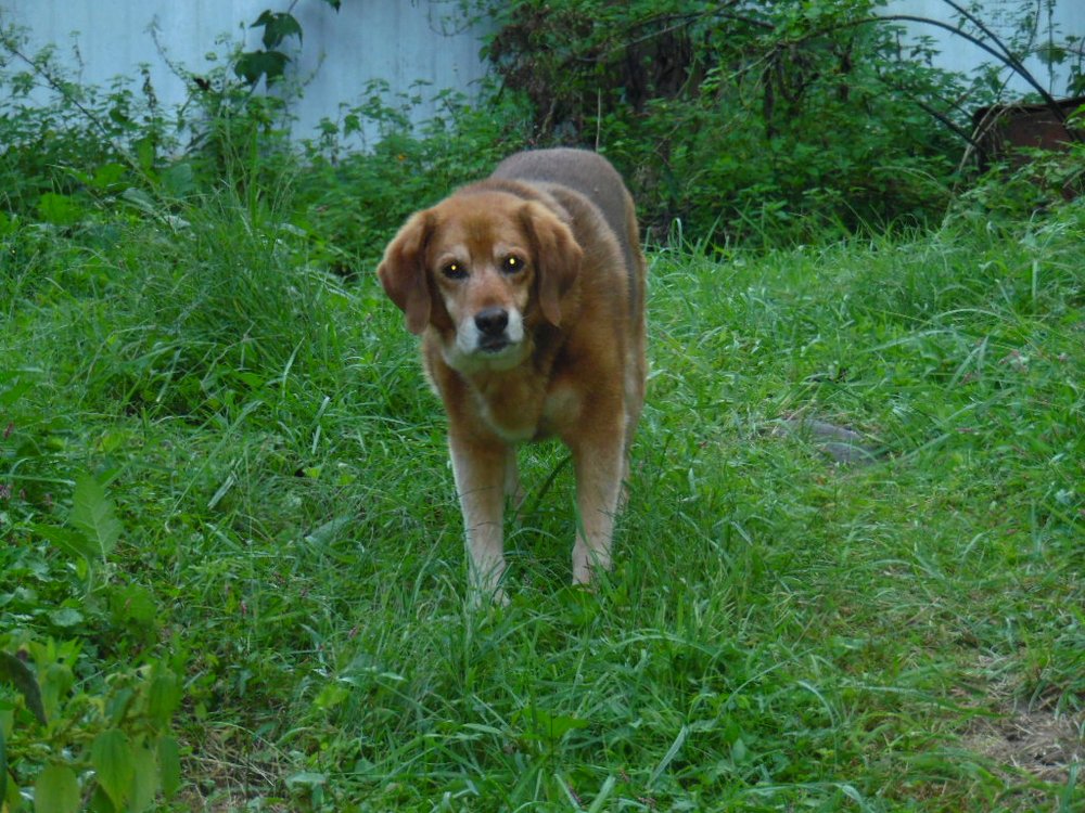 JACKSON ANIMAL CLINIC Updated October 2024 102 Miller Dr, Ripley