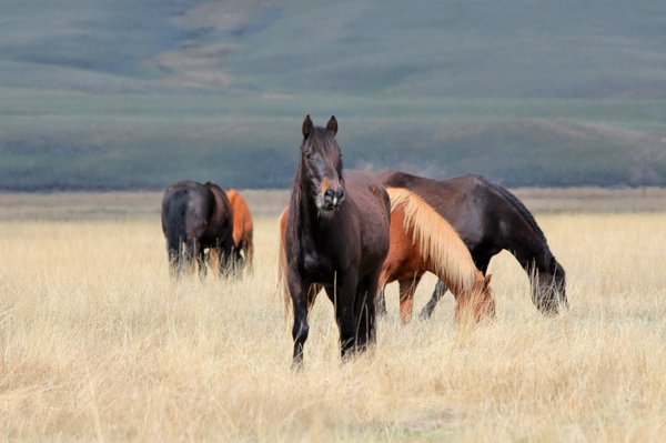 Deerwood Ranch Wild Horse EcoSanctuary by null