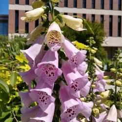 MUSC Porcher Medicinal Garden