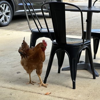 Vanilla Espresso French Café - Our visitor at brunch. - Breakfast & Brunch Near Me - Miami Lakes, Florida