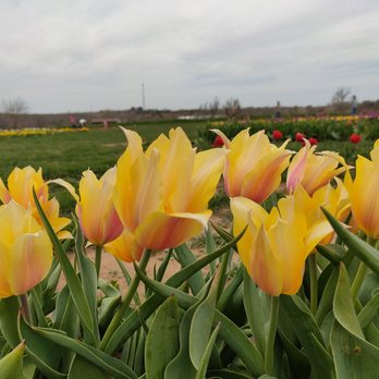 Oklahoma Tulips - Not a sunny day but still very warm - Farms Near Me - Harrah, Oklahoma