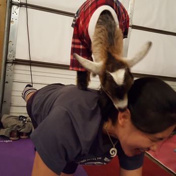 Shenanigoats Community Services - Yoga Near Me - Madison, Tennessee