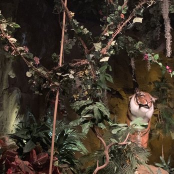 Rainforest Cafe - American Near Me - Grapevine, Texas Rainforest Cafe - American Near Me - Grapevine, Texas