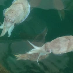 Lamma Fisher Folks - Cuttlefish changing color to white when they are excited