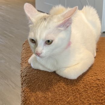 Cat Cafe Meows Rakuen - Cafes Near Me - Gardena, California Cat Cafe Meows Rakuen - Cafes Near Me - Gardena, California