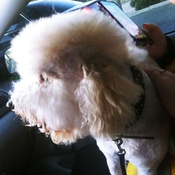 Calling All Paws - Pet Groomers Near Me - Hesperia, California Calling All Paws - Pet Groomers Near Me - Hesperia, California
