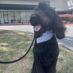 Perk-N-Pooch