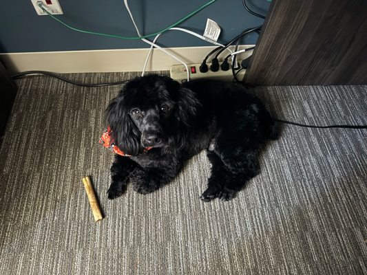 The Dog House by null