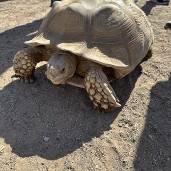 GHOST RANCH EXOTICS AND FUNNY FOOT FARM - Updated March 2026 - 56 ...