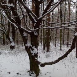Hostivařská přehrada - Se snehem