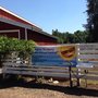 Photo of Adkins Blueberry Farm