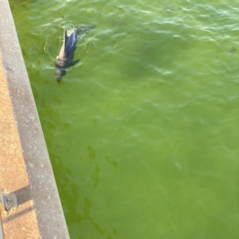 The Island Pier - You are so close to the dolphins! - Fishing Near Me - Fort Walton Beach, Florida The Island Pier - You are so close to the dolphins! - Fishing Near Me - Fort Walton Beach, Florida