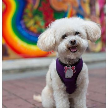 Mark Rogers Photography - Pet Photography Near Me