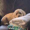 Spaw Pet Salon gift card