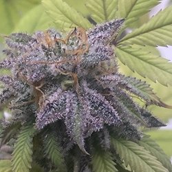 420 Mules - Grapefruit Juice