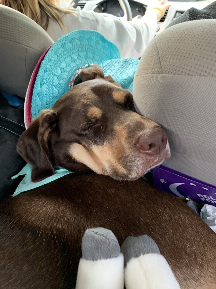 COLUMBIA MOUNTAIN KENNELS 22 Reviews 531 Windy Acres Dr, Columbia