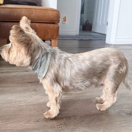 Ellie after grooming