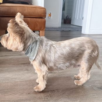 Grid Iron Grooming - Ellie after grooming - Pet Groomers Near Me - Los Angeles, California