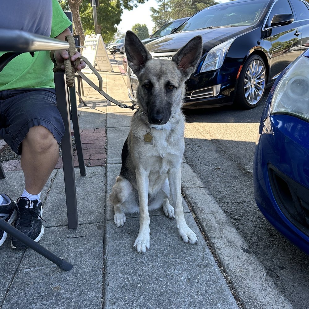 Tri-Valley K9 - Pet Training Near Me Tri-Valley K9 - Pet Training Near Me