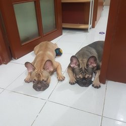 Purr-Paws - My dog