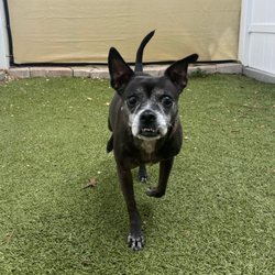Citrus Pawville - A photo from Becky, with a report card, of our sweet senior girl enjoying her day at daycare.