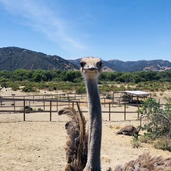 Ostrichland USA - "Hey shuggah, got some seeds?" - Attraction Farms Near Me - Solvang, California Ostrichland USA - "Hey shuggah, got some seeds?" - Attraction Farms Near Me - Solvang, California