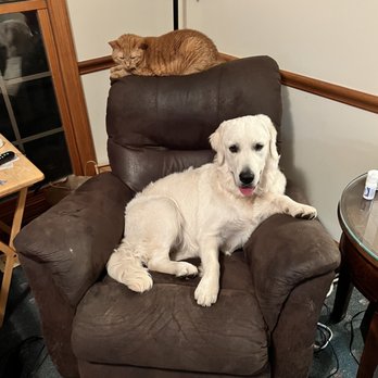 Uniontown Veterinary Clinic - Hanging out with the cat... - Veterinarians Near Me - Uniontown, Ohio Uniontown Veterinary Clinic - Hanging out with the cat... - Veterinarians Near Me - Uniontown, Ohio