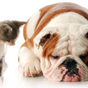 Doddridge Animal Clinic - Veterinarians Near Me - Corpus Christi, Texas Doddridge Animal Clinic - Veterinarians Near Me - Corpus Christi, Texas