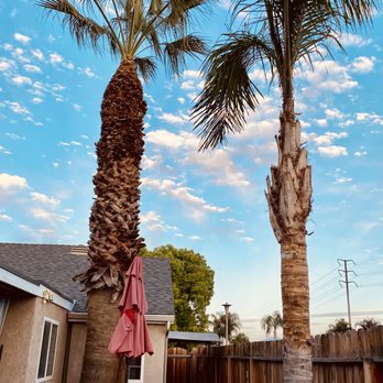 Cal-Tree Services and Landscaping - a palm tree and patio furniture - Tree Services Near Me - Bakersfield, California Cal-Tree Services and Landscaping - a palm tree and patio furniture - Tree Services Near Me - Bakersfield, California