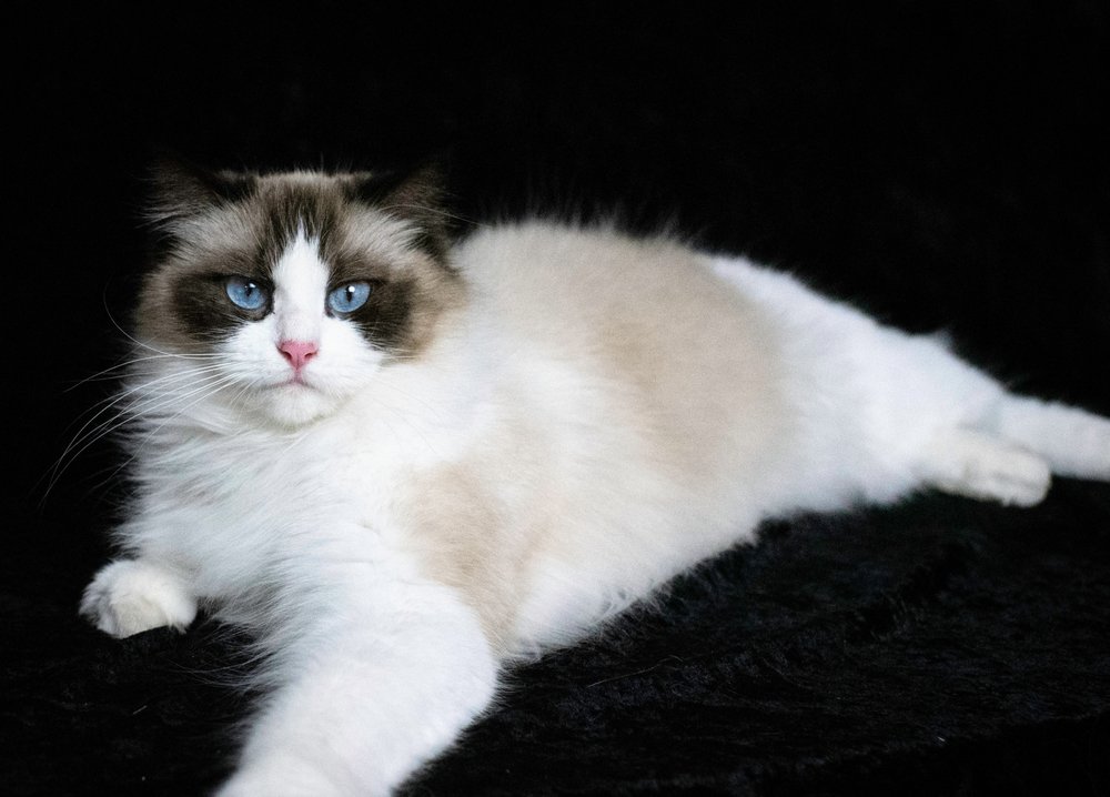 Roman Ragdolls ROMAN RAGDOLLS - Updated June 2024 - Request Information - Sedro ...