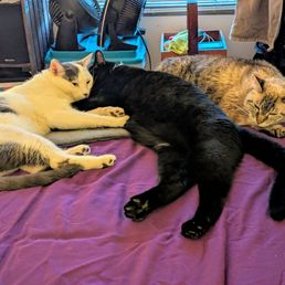 My kitties after we came home!