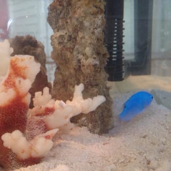 Coral Fish Hawaii - Local Fish Stores Near Me - Aiea, Hawaii Coral Fish Hawaii - Local Fish Stores Near Me - Aiea, Hawaii