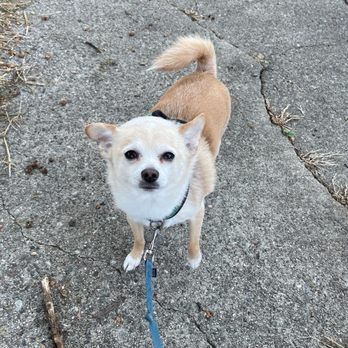 Azurdia Pet life - Dog Walkers Near Me Azurdia Pet life - Dog Walkers Near Me