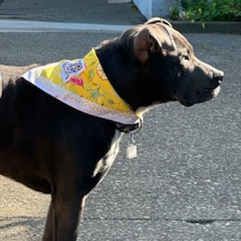 Shampooch Dog Salon - Pet Groomers Near Me - Sausalito, California