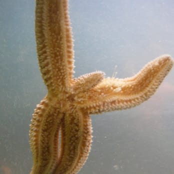 Beavertail Aquarium - Give me a hug - Aquariums Near Me - Jamestown, Rhode Island