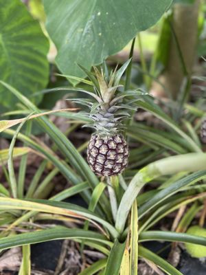 Common Ground Kauai by null