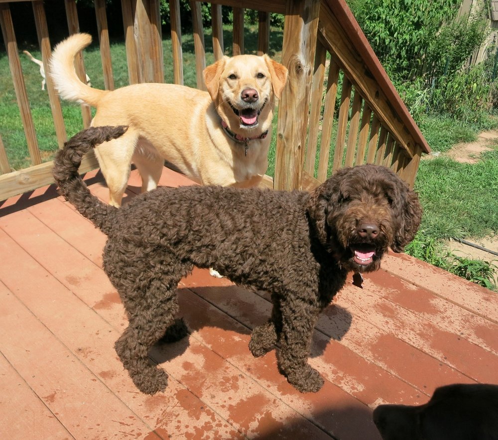 BOARDING4DOGS 89 Vernon St, Middleboro, Massachusetts Pet Boarding