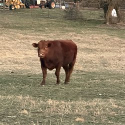 Gateway Meat - Short horn beef