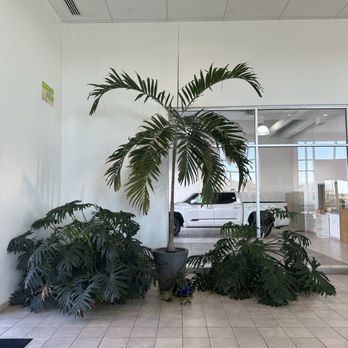 Crown Toyota - Real plants!!! - Car Dealers Near Me - Lawrence, Kansas Crown Toyota - Real plants!!! - Car Dealers Near Me - Lawrence, Kansas