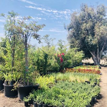 V Montoya Nursery - Large shrubs and smaller plants - Nurseries & Gardening Near Me - Orange, California V Montoya Nursery - Large shrubs and smaller plants - Nurseries & Gardening Near Me - Orange, California