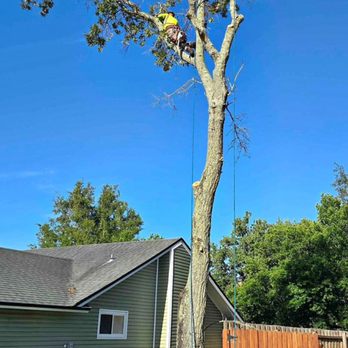 Green Leaf Tree Specialists - Tree Services Near Me Green Leaf Tree Specialists - Tree Services Near Me