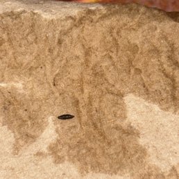 This is a mouse  poop  that was swimming in my drink